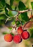 Palmenmann Erdbeerbaum (Rubra) - Arbutus unedo Rubra