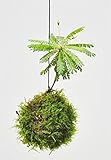 Palmenmann Kokedama (Moosball) Südseepalme - Biophytum sensitivum