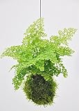 Palmenmann Kokedama (Moosball) Frauenhaarfarn - Adiantum